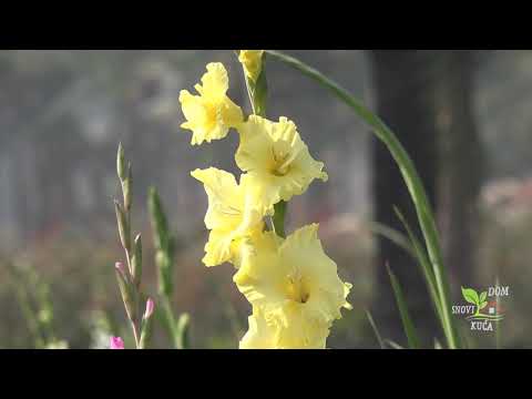 Video: Acidantera (51 Fotografija): Sadnja I Njega Na Otvorenom Polju Za Mirisne Gladiole. Kada Iskopati I Kako čuvati Abesinski Gladiol? Sorte I Opis