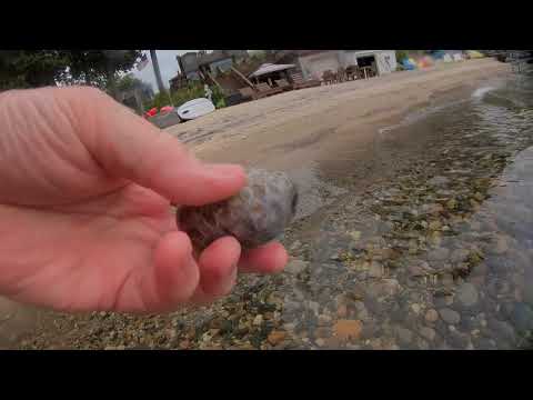 Finding Petoskey stones in Lake Huron, Saginaw Bay, Summer 2019.