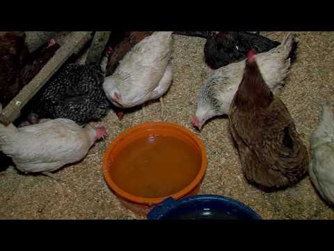 Video: Vai Neapstrādāta Vistas Var Pārnēsāt Putnu Gripu Mājdzīvniekiem?