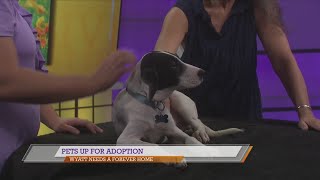 SPCA of East Texas: Wyatt