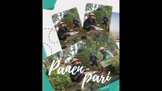 Panen Pari  Panen Padi  Ngarit Pari