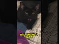 ESSE PAI NÃO ME DA SOSSEGO 🐈⬛😾