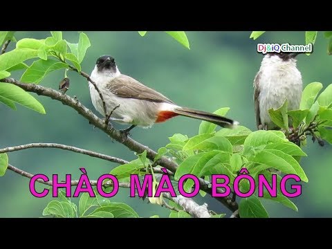 Tiếng Chim Chào Mào Bông | Đàn Chim Chào Mào Bông Cực Đẹp Ngoài Tự Nhiên | Vn24Tv Channel
