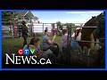 How horsepower helps to raise readers