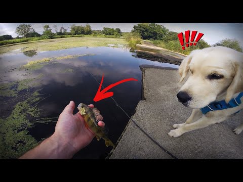 Vidéo: Chien - Assistant De Pêche