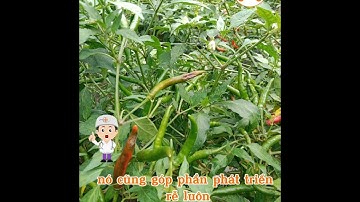 💥Kỹ thuật chăm sóc vườn ớt cổ 2 | NPK 17 17 17 và 15 15 15 khác nhau như thế nào?