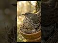 A Bird Returns to Its Nest and Gently Sits to Hatch Its Eggs #Bird #Nest #Eggs
