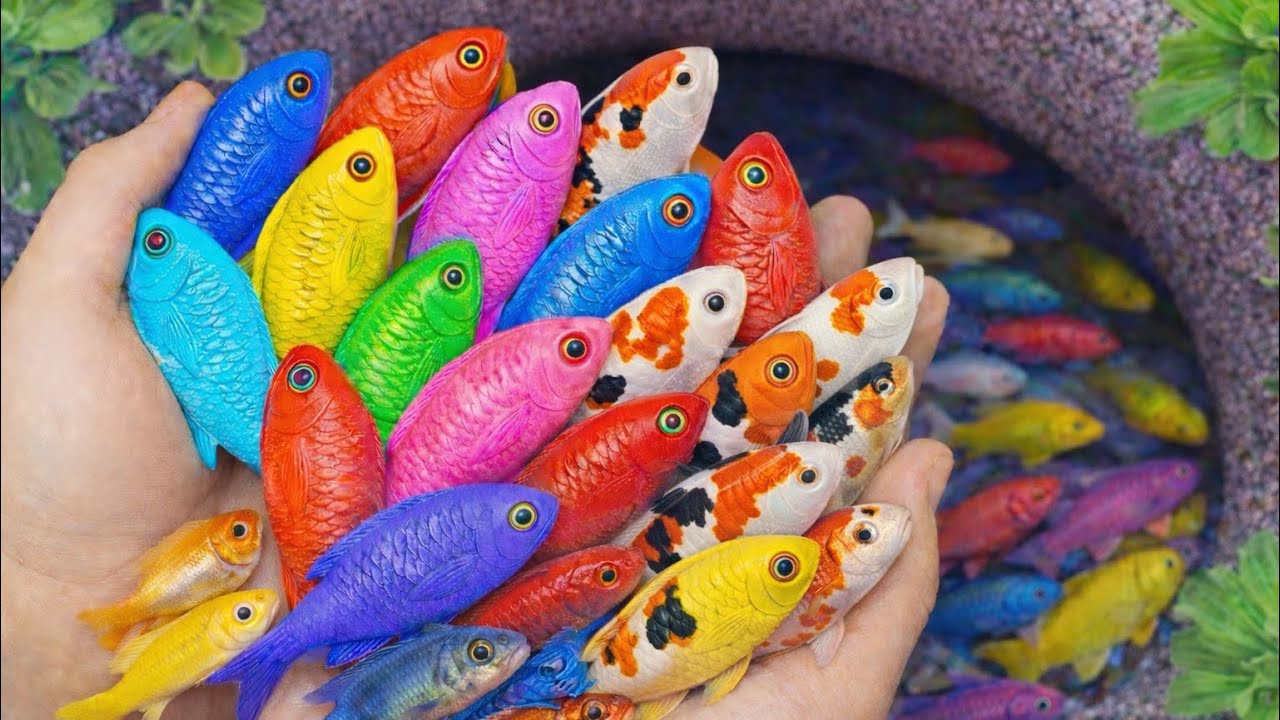 Tangkap Ikan Hias di akuarium mini, Cari yang Paling Glowing 💎