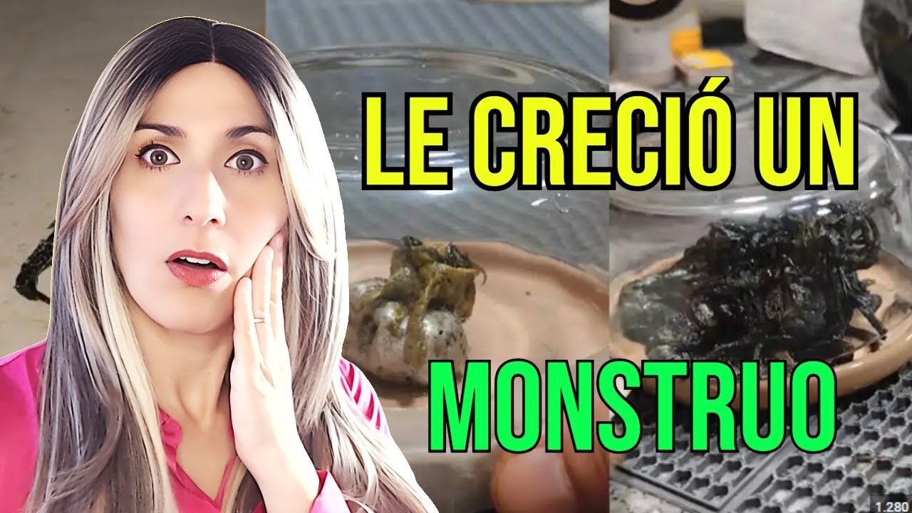 EL CASO DEL MONSTRUO DEL METEORITO DE KIN PANAMÁ - YouTube