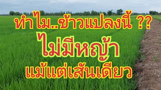 ทำไม..ข้าวแปลงนี้ ?? ถึงไม่มีหญ้า..แม้แต่เส้นเดียว 🌾🌾 สนใจผลิตภัณฑ์ 0925164252 0899428684