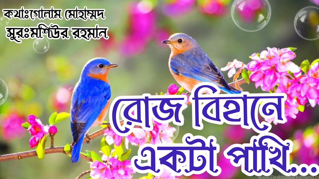     Roj bihane ekta pakhi New Islamic bangla song  banglaislamic song