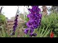 Hablemos del Gladiolus Purple Flora - Purple Prince - Emir - Gladiolo - Espadilla - Gladioli