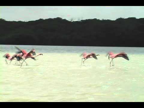 giant pink flamingo youtube giant pink flamingo youtube