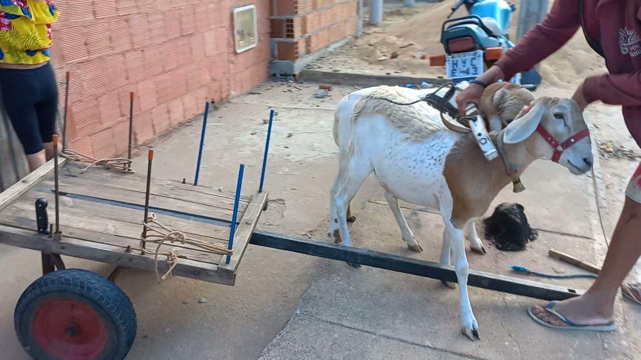 Carneiros puxando carroça,vale a pena aplaudir.