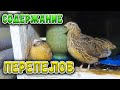 Стресс у перепелов // Перестали нестись