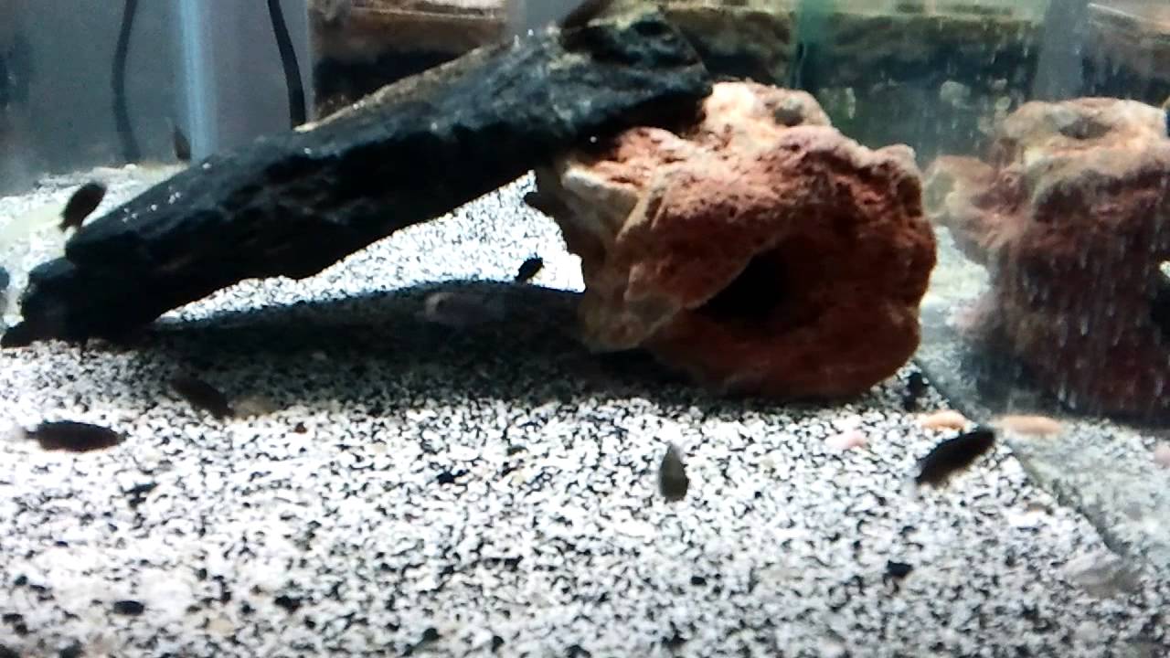 official secrets Tropheus Sp. Ikola "Kaiser" [Wide Yellow Bands] Fry