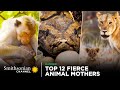 Animal Maternal Behaviors and Challenges