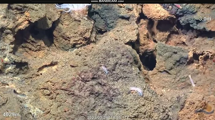 Shimmer & Schrimp @Kane Frac