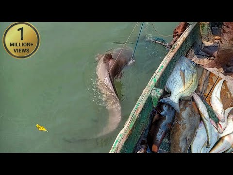 bigfish, অনেক বড় বড় মাছ ধরা পড়েছে আজ বড়শিতে best hook fishing video, fishingvideo