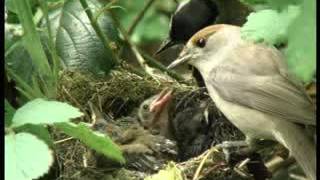 (Part 3) BBC Springwatch 2012 - Episode 5