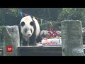 У Китаї відсвяткувала день народження найстарша панда у світі