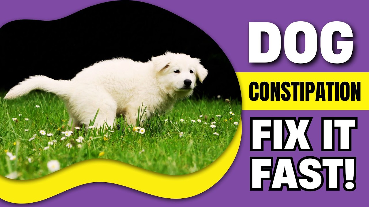 Как избавить собаку от запора за считанные минуты