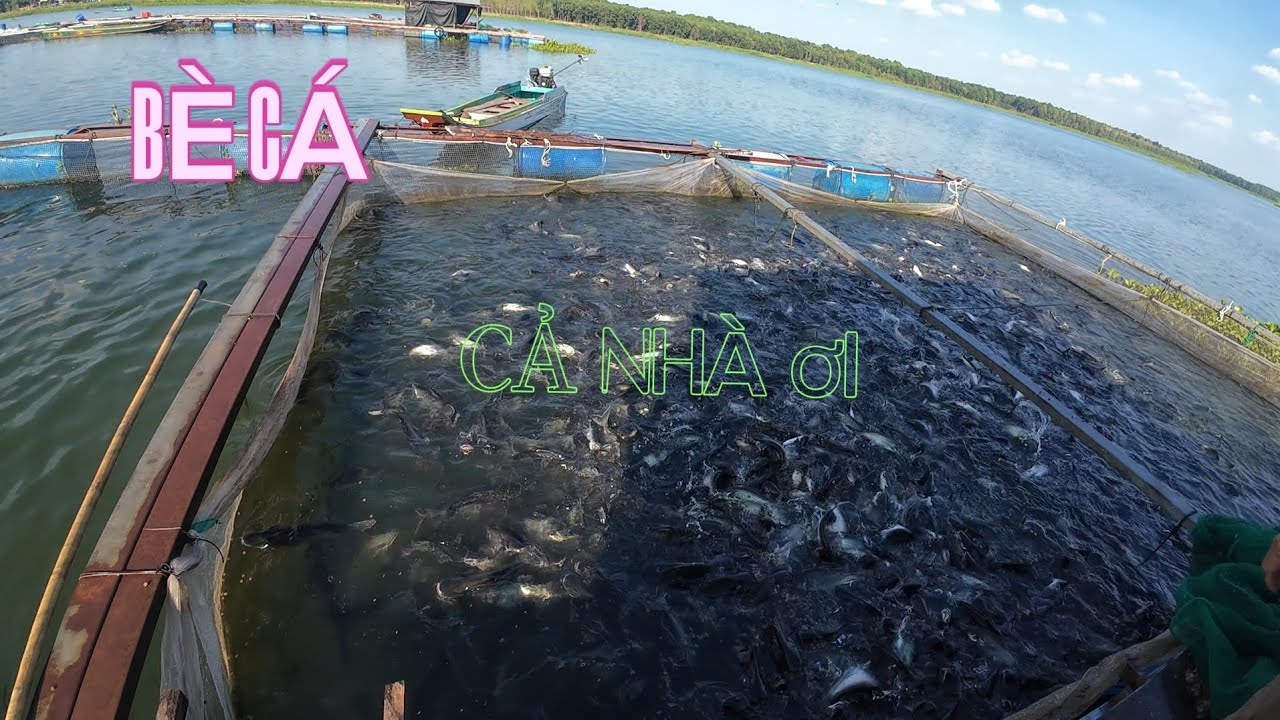 HAI ANH EM RA BÈ CHO CÁ ĂN  |VINH MIỂN TRUNG |♡♡♡♡♡