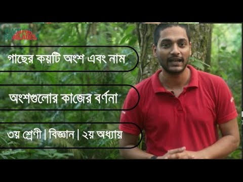 ভিডিও: গাছের শ্রেণী কি কি?