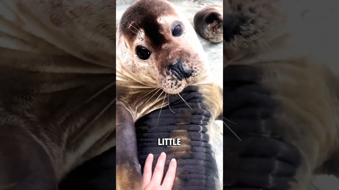 Puppies of the ocean"#fyp #animals #facts#foryoupage #seal