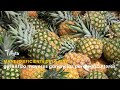 La piña garantiza mayores ganancias para agricultores - TvAgro por Juan Gonzalo Angel