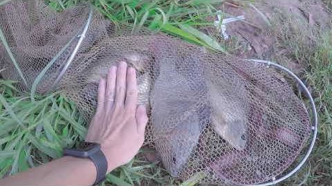 Câu Cá Thiên Nhiên Long An  -  Hòa Khánh Đông - Video 01 #caucathiennhien #CâuĐàiRôPhi