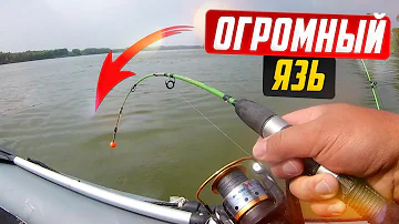 Сколько весит самый большой язь? Ответов на вопрос: 25