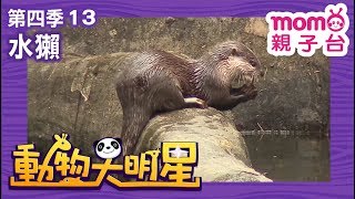 動物大明星 S4【水獺】第4季 第13集｜認識動物｜自然生態｜魚類｜爬蟲類｜昆蟲｜海洋生物｜哺乳類｜Animal big star｜兒童電視節目【親子台｜官方HD完整版】momokids