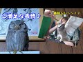 朝のお食事とフクロウの自由時間