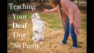 Deaf dog training: Sit Pretty by Keller's Cause 787 views 7 years ago 1 minute, 26 seconds