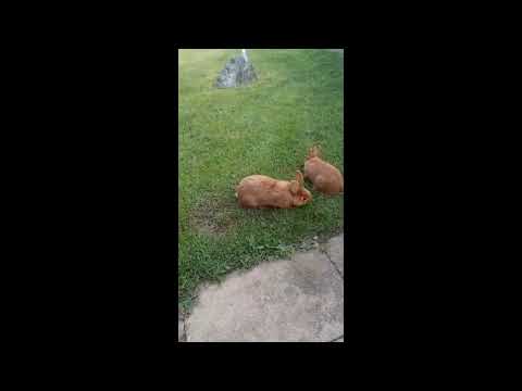 Cute rabbits 🐇in my parents garden 🤗