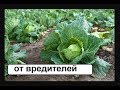 От вредителей капусты