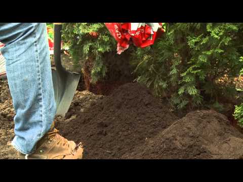 Video: Hoe plant je een western red cedar haag?