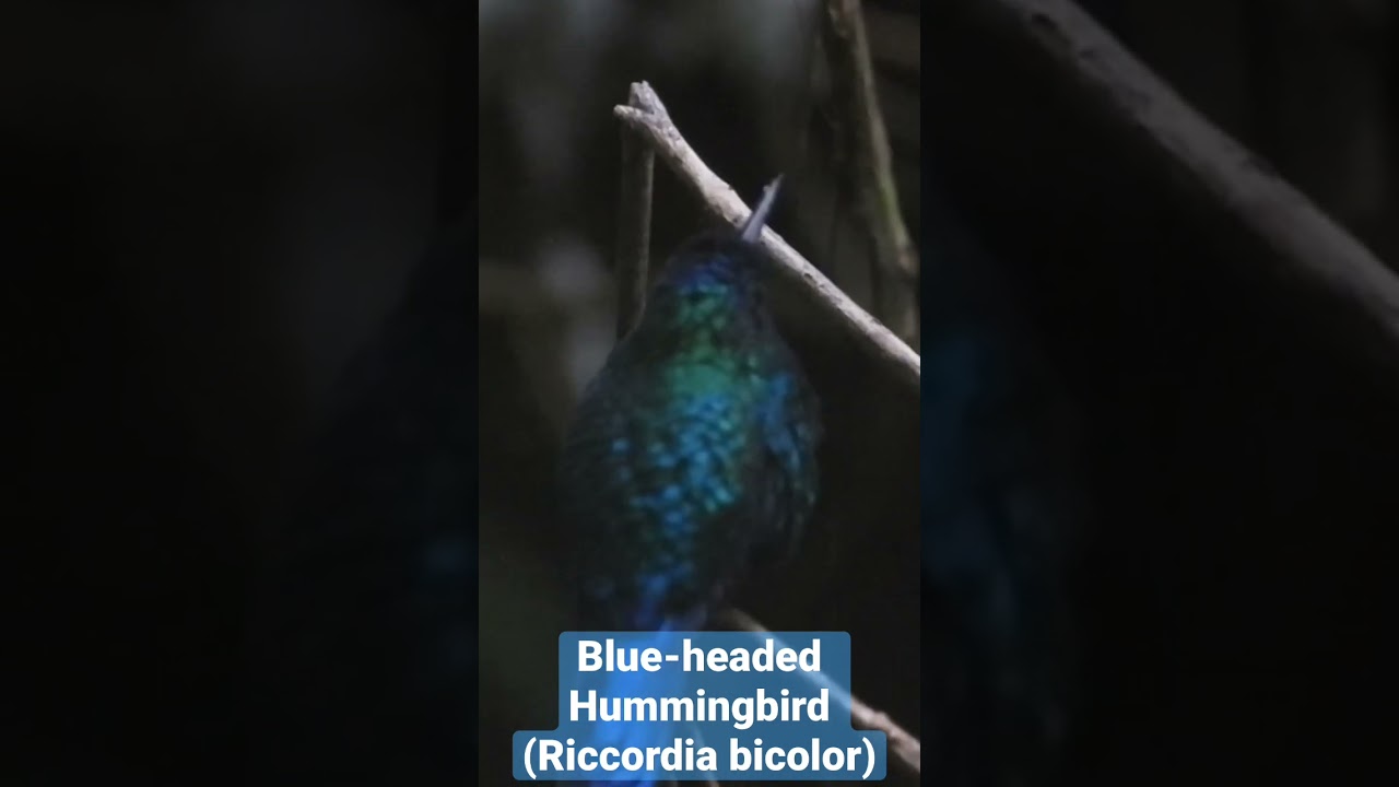 Blue-headed Hummingbird 