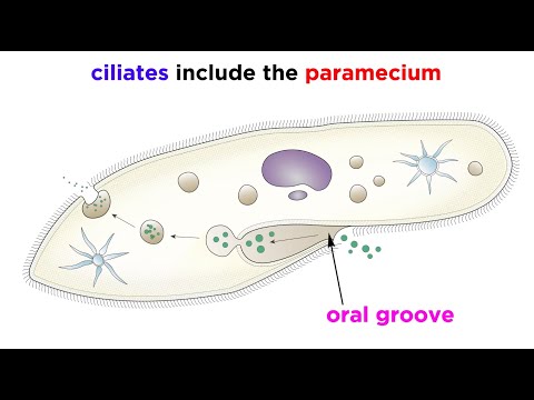 Unicellular Life Part 2: Archaea and Protists