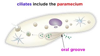 Unicellular Life Part 2: Archaea and Protists