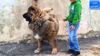 الكلب سيمبا القوقازي سيكون صديق ابني الصغير المفضل مع جمال العمواسي