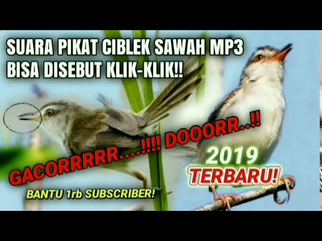 SUARA PIKAT BURUNG KLIK KLIK MP3 PRENJAK SAWAH, ALANG-ALANG GACORRR...!! class=