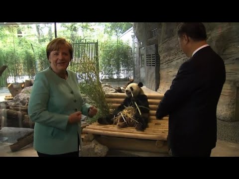 Panda diplomacy: Merkel and Xi present two pandas in Berlin