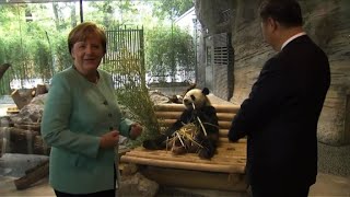 Panda diplomacy: Merkel and Xi present two pandas in Berlin