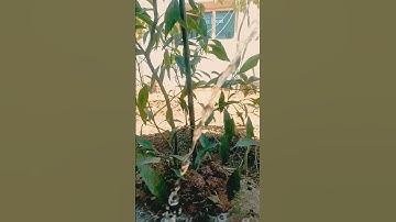 عبد العزيز سحيم لما فصلت العير حاله وتساب سوره يوسف