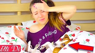 МОЁ УТРО - ПРОСПАЛА | МОЁ УТРО С СОБАКОЙ / MY MORNING ROUTINE with dog | Elli Di Pets МОЁ УТРО - ПРОСПАЛА | МОЁ УТРО С СОБАКОЙ / MY MORNING ROUTINE with dog | Elli Di Pets