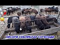 БЎҒОЗ🐑 СОВЛИҚЛАР СОТИЛАДИ ВА БОҚИШ 🐑УСЛУБИ.