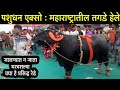 महाराष्ट्रातील प्रसिद्ध रेडे | महा पशुधन एक्स्पो जालना | Major Livestock Expo | Shivar News 24