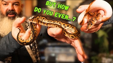 Hoe je een babyslang opvoedt